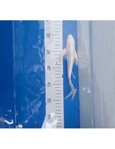 Koi voilé 16-20cm 7