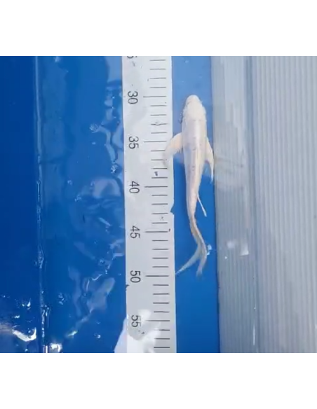 Koi voilé 16-20cm 7