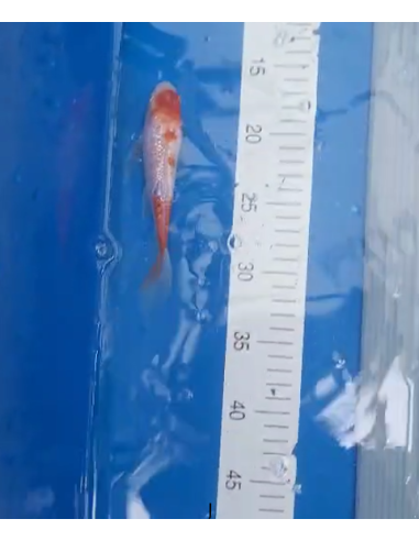 Koi voilé 16-20cm 8