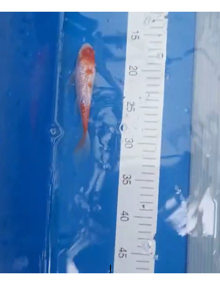 Koi voilé 16-20cm 8