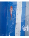 Koi voilé 16-20cm 8