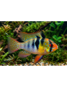 Ramirezi (Mikrogeophagus ramirezi) 4,5-5cm