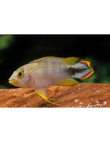Apistogramma panduro (Apistogramma panduro) 3-4cm (couple)