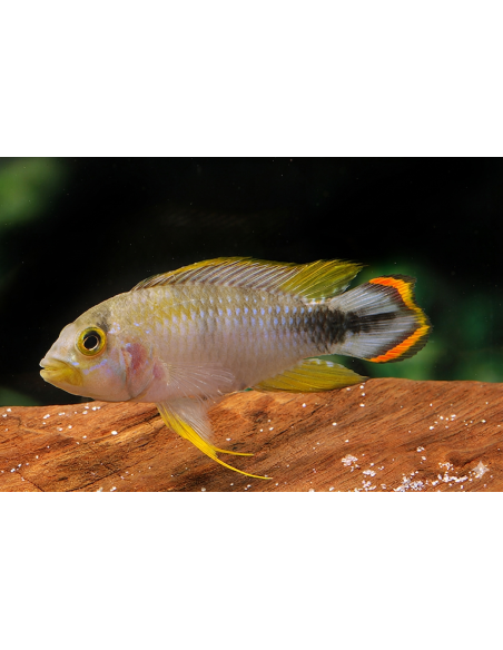 Apistogramma panduro (Apistogramma panduro) 3-4cm (couple)