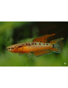 Aphyosemion bivitatum Funge