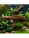 Channa "Laos Fireback"