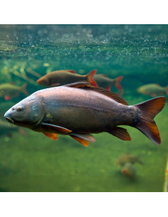 Carpe commune (Cyprinus carpio Commune) 10-12cm