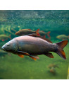 Carpe commune (Cyprinus carpio Commune) 10-12cm