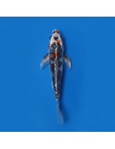 Koi voilé 16-20cm 1