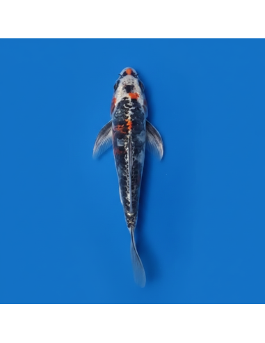 Koi voilé 16-20cm 1