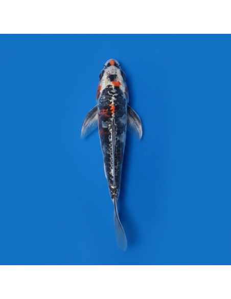 Koi voilé 16-20cm 1