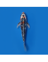 Koi voilé 16-20cm 1
