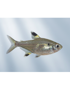 Tétra x-ray (Pristella maxillaris) 2-2,5cm