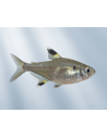 Tétra x-ray (Pristella maxillaris) 2-2,5cm