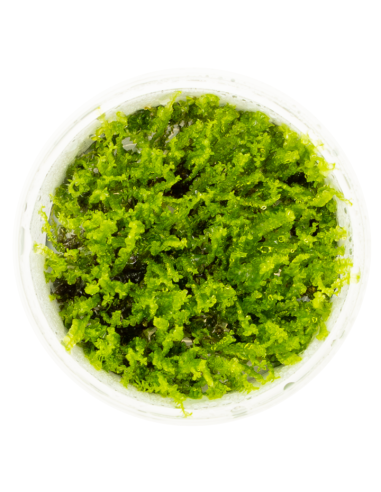 Solenostoma tetragonum "Pearl Moss"  - In Vitro Cup  - 2