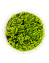 Solenostoma tetragonum "Pearl Moss"  - In Vitro Cup  - 2