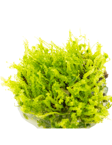 Solenostoma tetragonum "Pearl Moss"  - In Vitro Cup  - 3