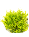 Solenostoma tetragonum "Pearl Moss"  - In Vitro Cup  - 3