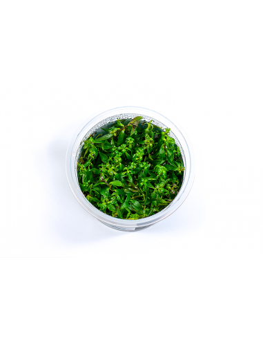 Ludwigia ovalis - in vitro  - 1