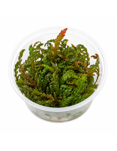 Hygrophila pinnatifida UK - In vitro 1