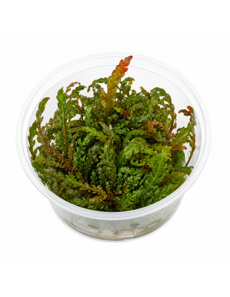 Hygrophila pinnatifida UK - In vitro 1