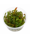 Hygrophila pinnatifida UK - In vitro 1