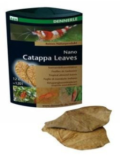 Nano Badamier (CATAPPA Leaves) 12p Dennerle Dennerle - 1