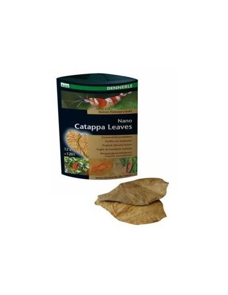 Nano Badamier (CATAPPA Leaves) 12 St. Dennerle Dennerle - 1