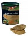Nano Badamier (CATAPPA Leaves) 12 St. Dennerle Dennerle - 1