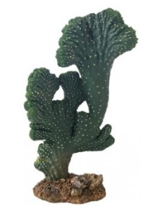 Cactus Victoria (2)  22cm Hobby HOBBY - 1