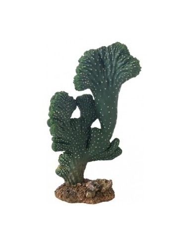 Cactus Victoria (2)  22cm Hobby HOBBY - 1