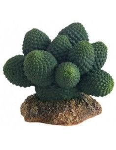 Cactus Atacamma 7cm Hobby HOBBY - 1