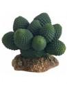 Cactus Atacamma 7cm Hobby HOBBY - 1