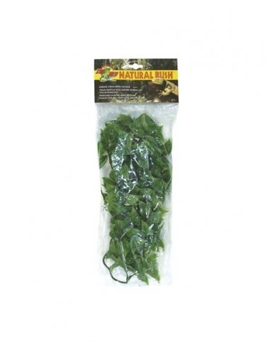 Plante Mexican Phyllo M - Zoomed ZOOMED - 1
