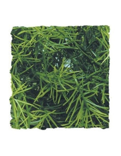 Cashuarina Plant M - Zoomed ZOOMED - 1
