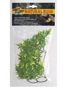 Cashuarina Plant L - Zoomed ZOOMED - 1