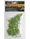 Plante Cashuarina L - Zoomed ZOOMED - 1
