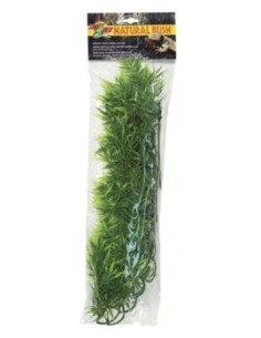Plant Madagaskar Bamboe L - Zoomed ZOOMED - 1