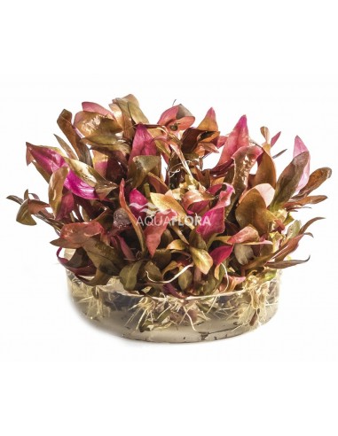 Alternanthera reineckii 'Mini' - In Vitro Cup  - 1