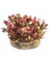 Alternanthera reineckii 'Mini' - In Vitro Cup  - 1