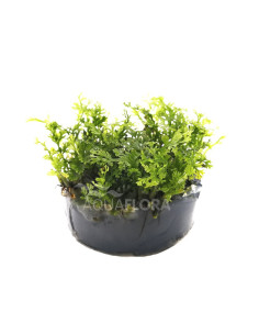 Bolbitis heteroclita 'Difformis - In Vitro Cup  - 1