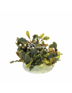 Bucephalandra 'Deep Purple' - In Vitro Cup  - 1