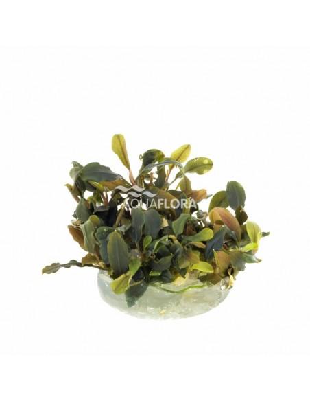 Bucephalandra 'Deep Purple' - In Vitro Cup  - 1
