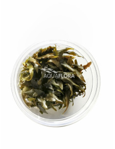 Cryptocoryne 'Rubella' - In Vitro Cup  - 1