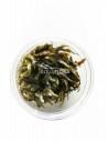 Cryptocoryne 'Rubella' - In Vitro Cup  - 1