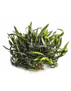 Cryptocoryne x willisii - In Vitro Cup  - 1