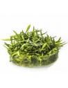 Cryptocoryne parva - In Vitro Cup  - 1