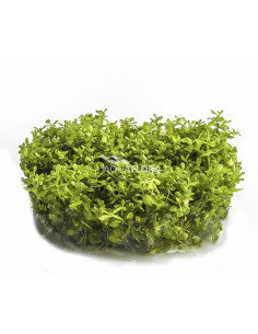 Hemianthus callitrichoides 'Cuba' - In Vitro Cup  - 1