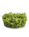 Hemianthus callitrichoides 'Cuba' - In Vitro Cup  - 1