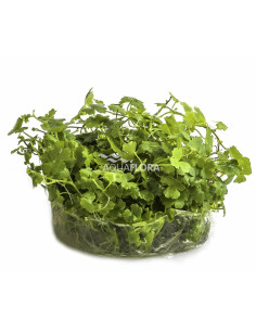 Hydrocotyle sp. 'Japan' - In Vitro Cup  - 1